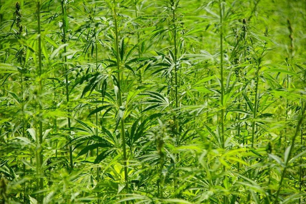 Hemp Plants