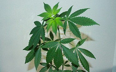 Hemp Plant