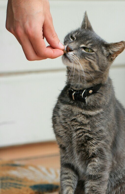 giving cat a CBD treat